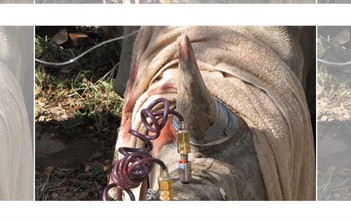 Ngộ độc sừng tê giác: Tiêm thuốc độc vào sừng tê giác để làm gì?