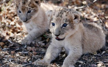 Cặp sư tử con đầu tiên chào đời bằng thụ tinh nhân tạo