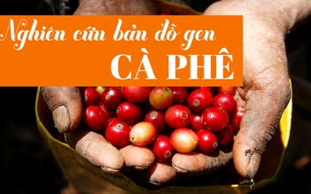 Cà phê cũng cần nghiên cứu bản đồ gien