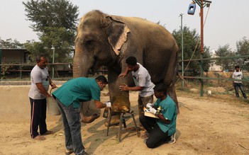Chốn bao dung dành cho voi bị ngược đãi ở Ấn Độ