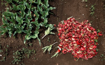 100.000 cành tulip bị 'hi sinh' để tránh tập trung đông người ở Nhật Bản