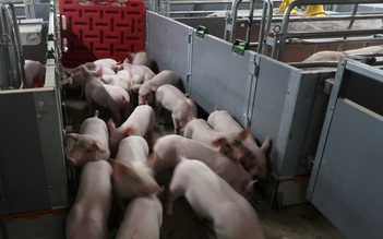 Khủng hoảng giá thịt heo, Trung Quốc gấp rút tăng chăn nuôi heo ở đô thị