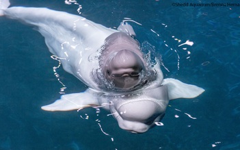 Bạn có muốn xem cá voi trắng Beluga sinh con?