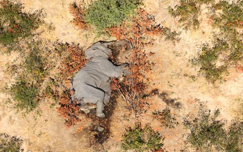 Giải mã nguyên nhân hàng trăm con voi gục chết ở Botswana