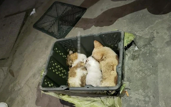Chó, mèo bị ngược đãi vì màn 'trao quà bí mật' tại Trung Quốc