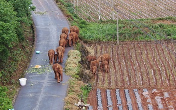 Đàn voi lang thang bất ngờ thành hiện tượng triệu người mê ở Trung Quốc