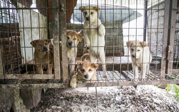Thói quen ăn thịt chó ở Hàn Quốc gặp nguy cơ lớn sau tuyên bố của tổng thống