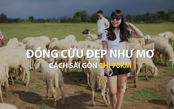Đồng cừu đẹp như mơ cách Sài Gòn chỉ 70km