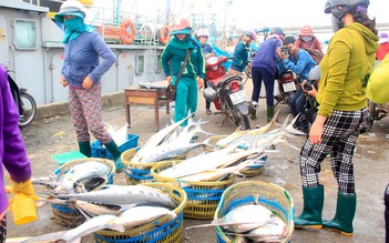 Vụ trúng 160 tấn cá bè vàng: Bác tin đồn đánh bắt bằng thuốc nổ