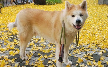 Chó Akita được vinh danh vì cứu người