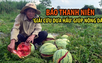 Báo Thanh Niên đang giúp bà con Quảng Ngãi “giải cứu” dưa hấu