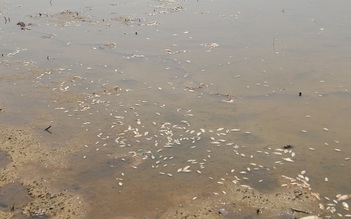 Đà Nẵng tái diễn tình trạng cá chết trên đồng ruộng