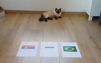 “Tiên tri” Dolly dự đoán trận Brazil và Serbia