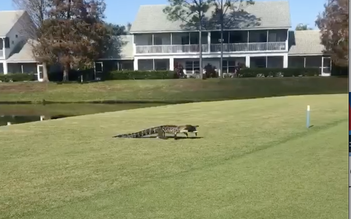 Xem cá sấu nghênh ngang tha mồi phá bĩnh cuộc chơi golf