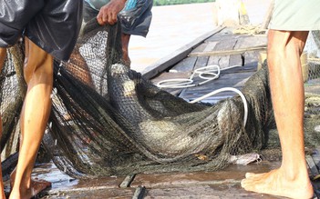Lão ngư dân kể chuyện bắt cá khủng gần 150 kg trên sông Tiền