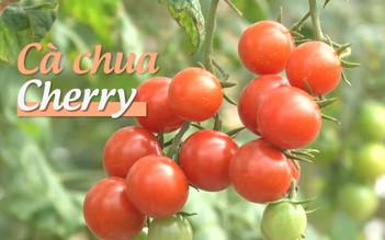 Lạc lối trong vườn cà chua Cherry Nhật Bản xứ cao nguyên