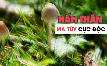 Nấm thần: Ma túy cực độc ẩn mình sau vẻ ngoài hoang dã