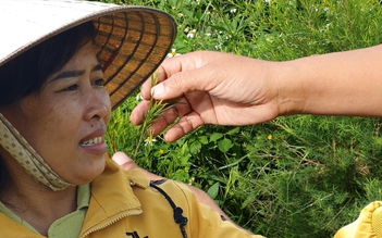 Nữ giám đốc ‘dép lào’ và hành trình thoát nghèo nhờ trồng dược liệu