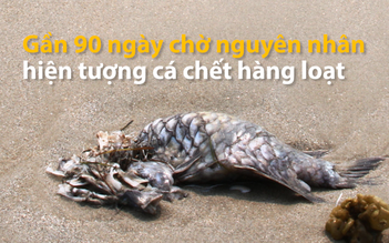 Gần 90 ngày chờ nguyên nhân hiện tượng cá chết hàng loạt