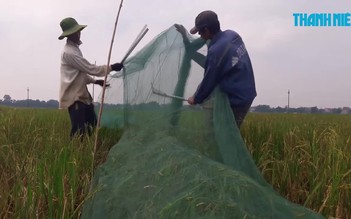 Đi bắt châu chấu, kiếm tiền triệu mỗi ngày