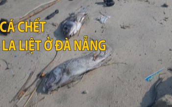 Xác cá la liệt ở cửa sông Phú Lộc và bờ vịnh Đà Nẵng