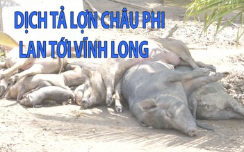 Căng thẳng giữa mùa dịch tả lợn Châu Phi bùng phát ở Vĩnh Long