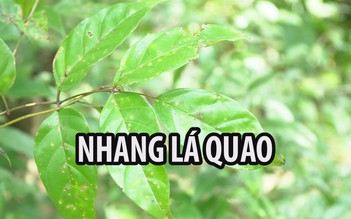 Ngỡ ngàng với việc dùng lá quao làm nhang