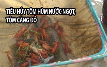 Cận cảnh tiêu hủy lượng tôm hùm nước ngọt, tôm càng đỏ cực "khủng"