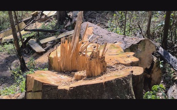 Phá rừng lấy gỗ bán cho tổ trưởng quản lý bảo vệ rừng