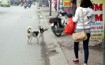 [VIDEO] Người Hà Nội phập phồng với chó thả rông