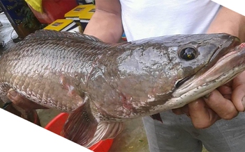 Bắt được cá lóc "khủng" dài hơn nửa mét tại Đà Nẵng