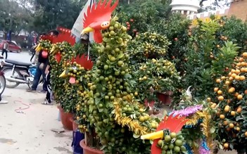 Độc đáo quất cảnh hình gà trống giá bạc triệu ở Nghệ An