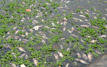 Cá chết hàng loạt nổi trắng mặt hồ ở Đà Nẵng