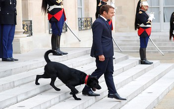 “Chó tổng thống” ra mắt tại Pháp