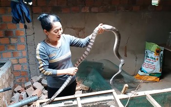 Nuôi rắn ráo trâu kiếm hàng trăm triệu giữa núi rừng Tây Nguyên