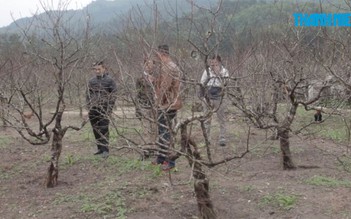 Vì sao đào đá Vân Đồn có giá hàng chục triệu?