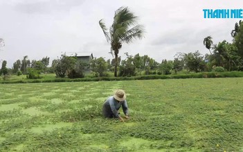 Cải thiện kinh tế từ việc trồng rau nhút theo mô hình mới