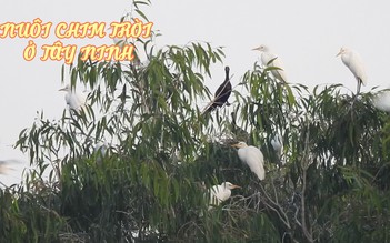 Ông chủ vườn chim trời độc nhất ở Tây Ninh
