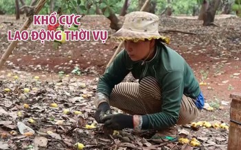 Cuộc sống cơ cực của những người dân lao động thời vụ ở Bình Phước