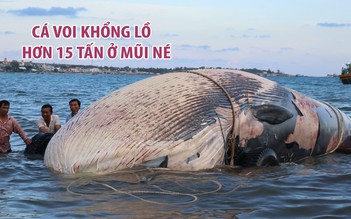 Cận cảnh cá voi khổng lồ hơn 15 tấn lụy vào biển Mũi Né