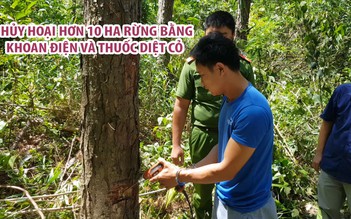 Hủy hoại hơn 10 ha rừng thông bằng khoan điện và thuốc diệt cỏ