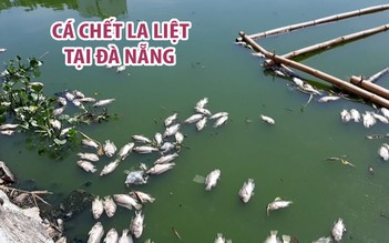 Cá chết la liệt ở liên hồ Vĩnh Trung – Thạc Gián tại Đà Nẵng