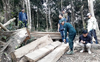 Cận cảnh đại công trường phá rừng tan hoang vì được địa phương “linh động“