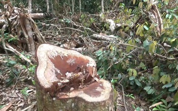Lâm tặc đốn hàng loạt cây rừng có đường kính gần 1m, kiểm lâm không hay biết