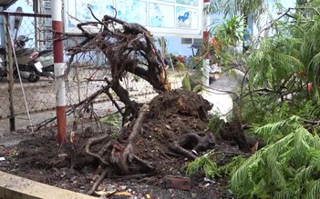 Lại một cây phượng bật gốc ngã đổ trong sân trường làm trúng 3 em học sinh