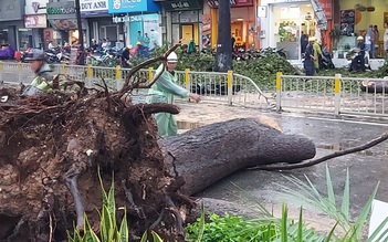 Trong cơn mưa lớn, cây dầu bật gốc làm người đi đường bị thương nặng