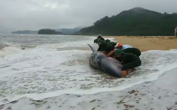 Bất chấp sóng to gió lớn, bộ đội, ngư dân cứu cá voi 3 tấn bị mắc cạn