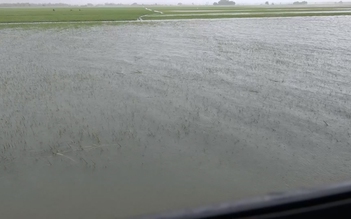 Mưa lớn, hàng ngàn ha lúa ở Quảng Trị chìm trong biển nước, nguy cơ mất trắng