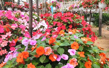 Vườn hoa Đà Lạt gây sốt khiến hàng trăm người ghé thăm mỗi ngày