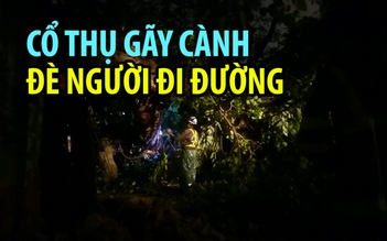 Hà Nội mưa lớn, bồ đề cổ thụ gãy cành đè nhiều người đi đường